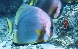 Sipadan_2015_Platax Orbiculaire_Platax orbicularis_IMG_2973_rc